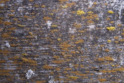 Jagged pits mark depth, silver skin turns into grey, light holds the surface