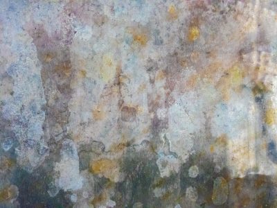 Mottled skin holds fast, purple veins bleed through grey, grit marks the finish