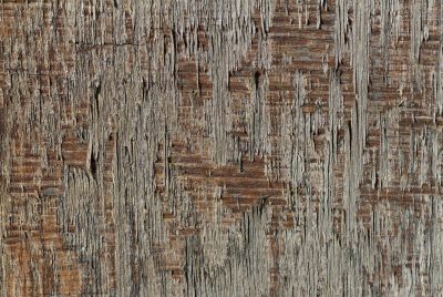 Grey splinters reach out, rough layers peel from the core, age wears down the grain