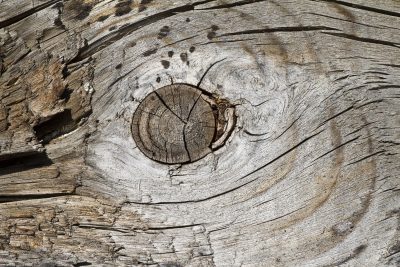 Rough grain circles round, a dark eye stares from the wood, weathered cracks run deep