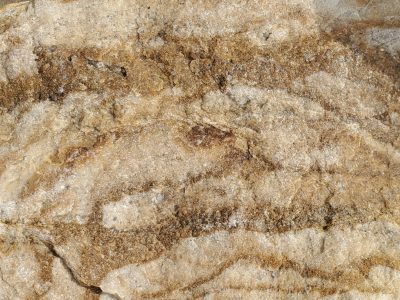 Pale veins meet the brown, dry edges curl in the light, time wears the finish