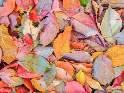 Red leaves in the pile, orange and purple drift down, forest turns to gold