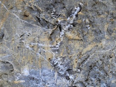 Rough skin holds the light, pale streaks trace the surface, time wears the pattern