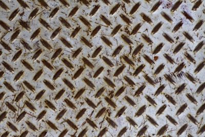 Silver fields have scars, dark spots scatter on the skin, grit holds the pattern