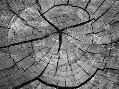 Silver grain flows fast, vertical lines trace the field, light holds the pattern