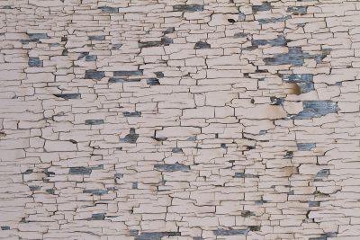 Silver grain holds fast, deep ridges trace the weather, time marks the fiber