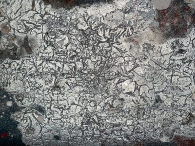 Silver scales drift off, jagged forms meet the dark field, time wears the finish