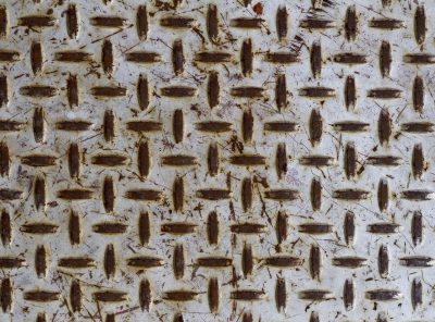 Silver skin has pits, grey circles mark the metal, light catches the grit