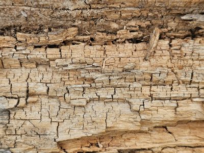 Tan blocks break apart, jagged cracks trace the fiber, time rots the inside