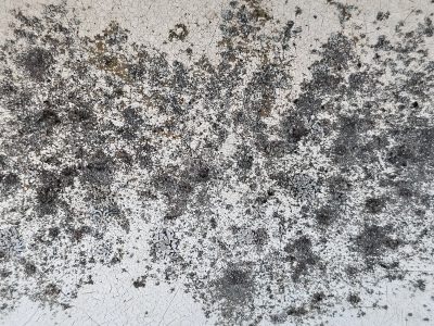 White field cracks apart, dark shadows bloom on the grit, time wears down the coat