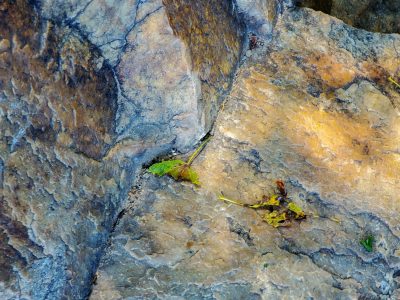 White skin peels back now, grey shadows show underneath, time wears the finish