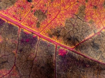 Yellow veins flow through, bright edges curl in the sun, time wears the organic