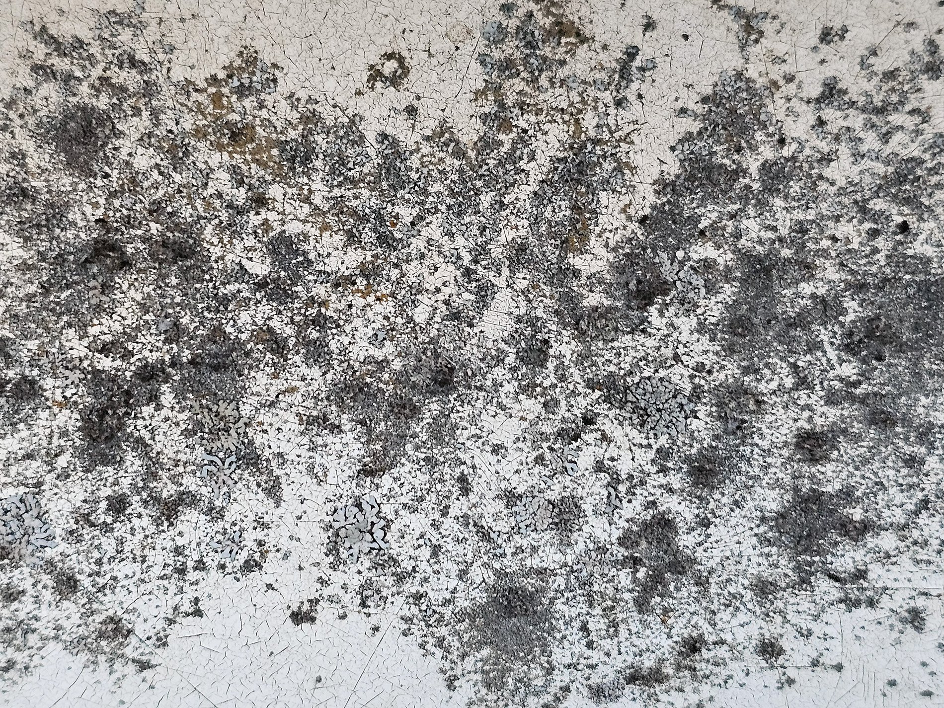 White field cracks apart, dark shadows bloom on the grit, time wears down the coat