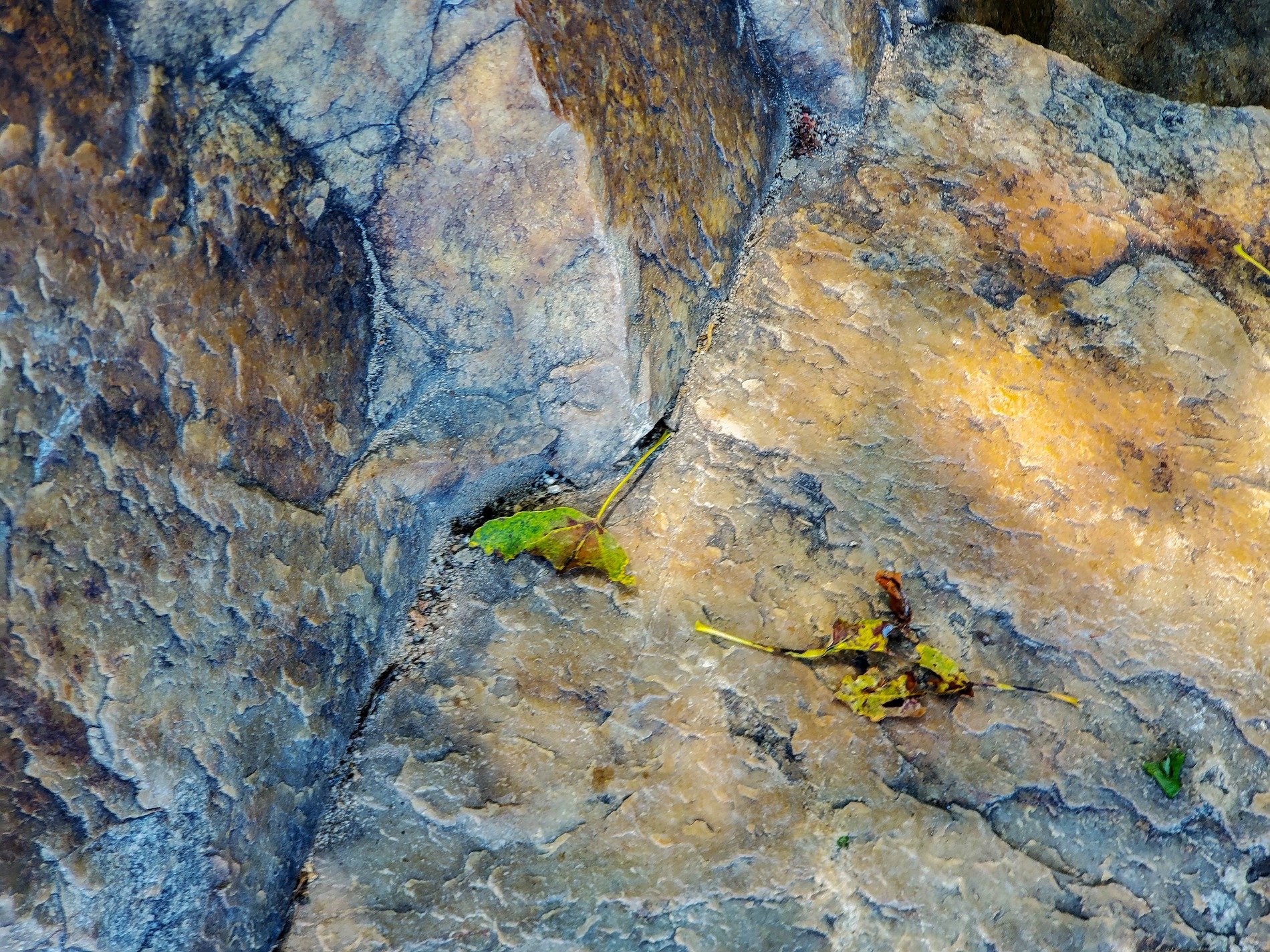 White skin peels back now, grey shadows show underneath, time wears the finish