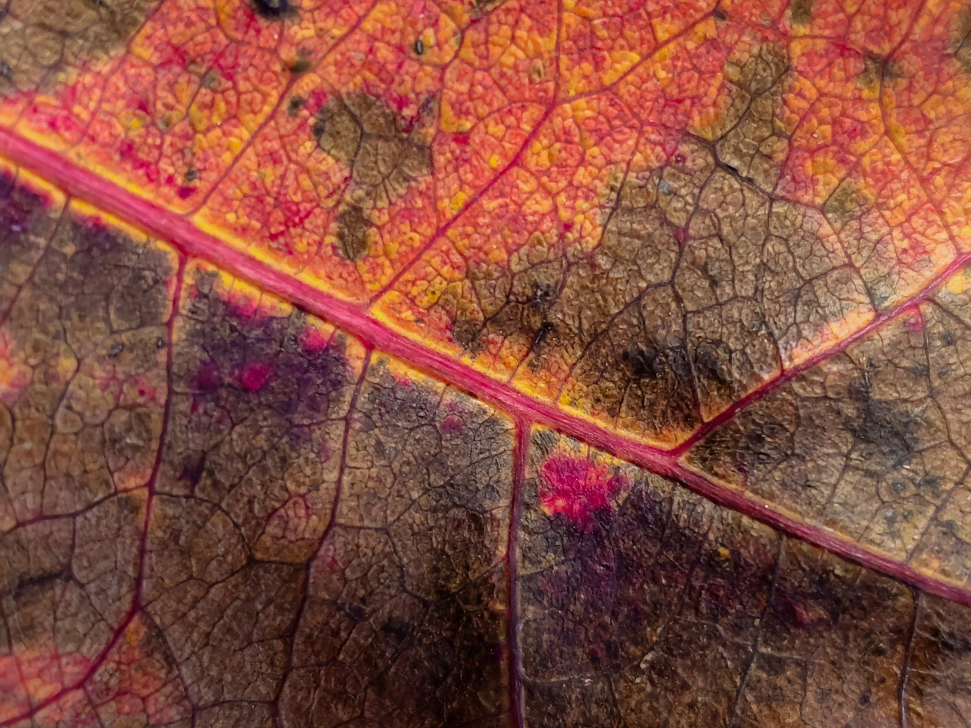 Yellow veins flow through, bright edges curl in the sun, time wears the organic