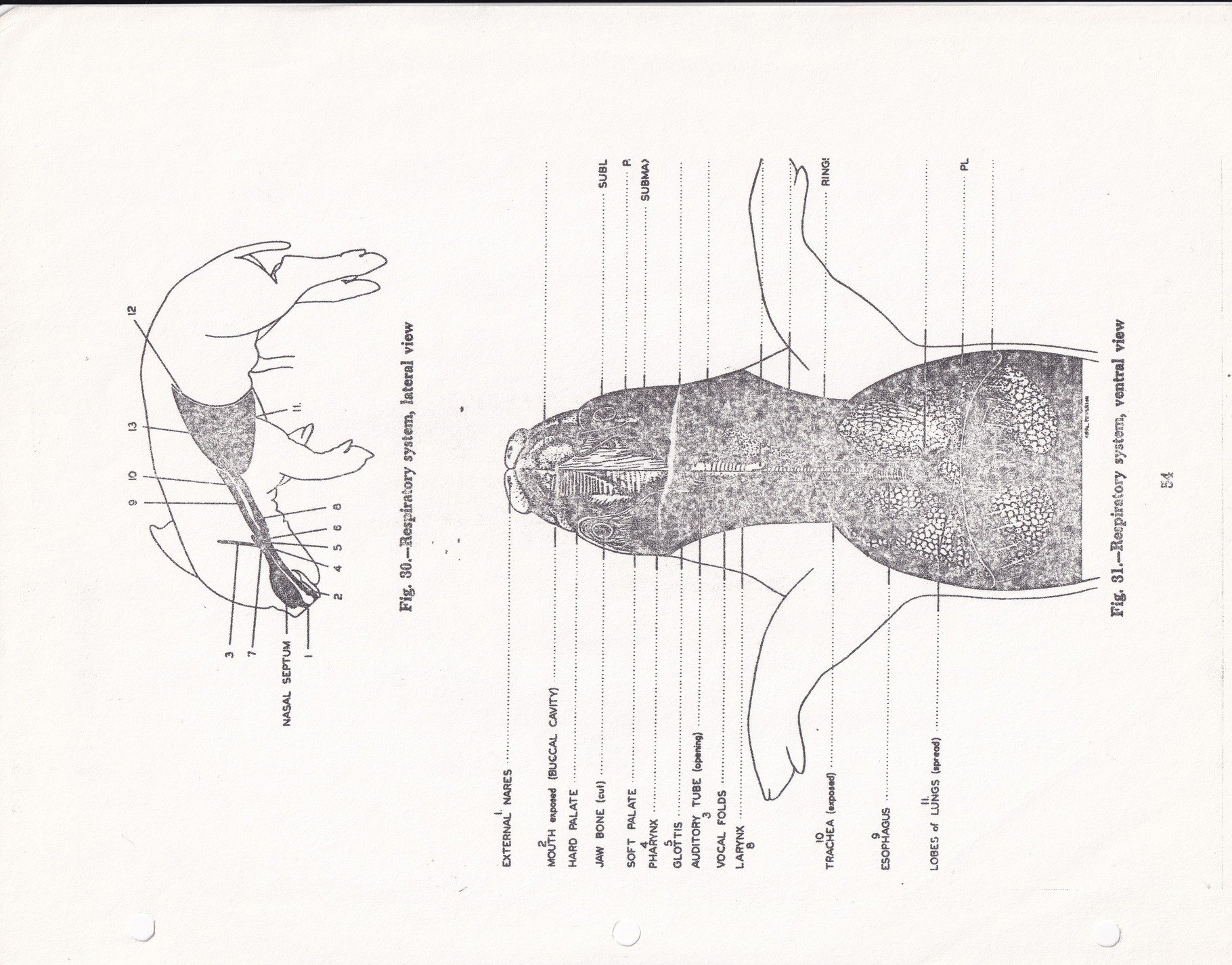 Black ink charts the breath, diagrams mark every part, old page tells the tale