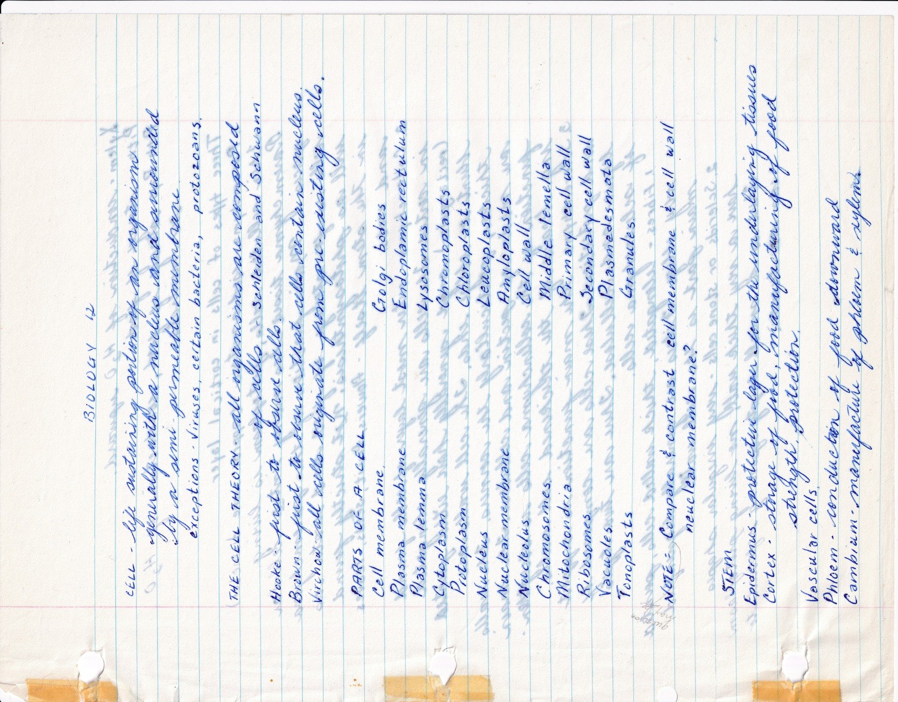 Blue ink flows on lines, biology terms in cursive script, ghosts of words show through