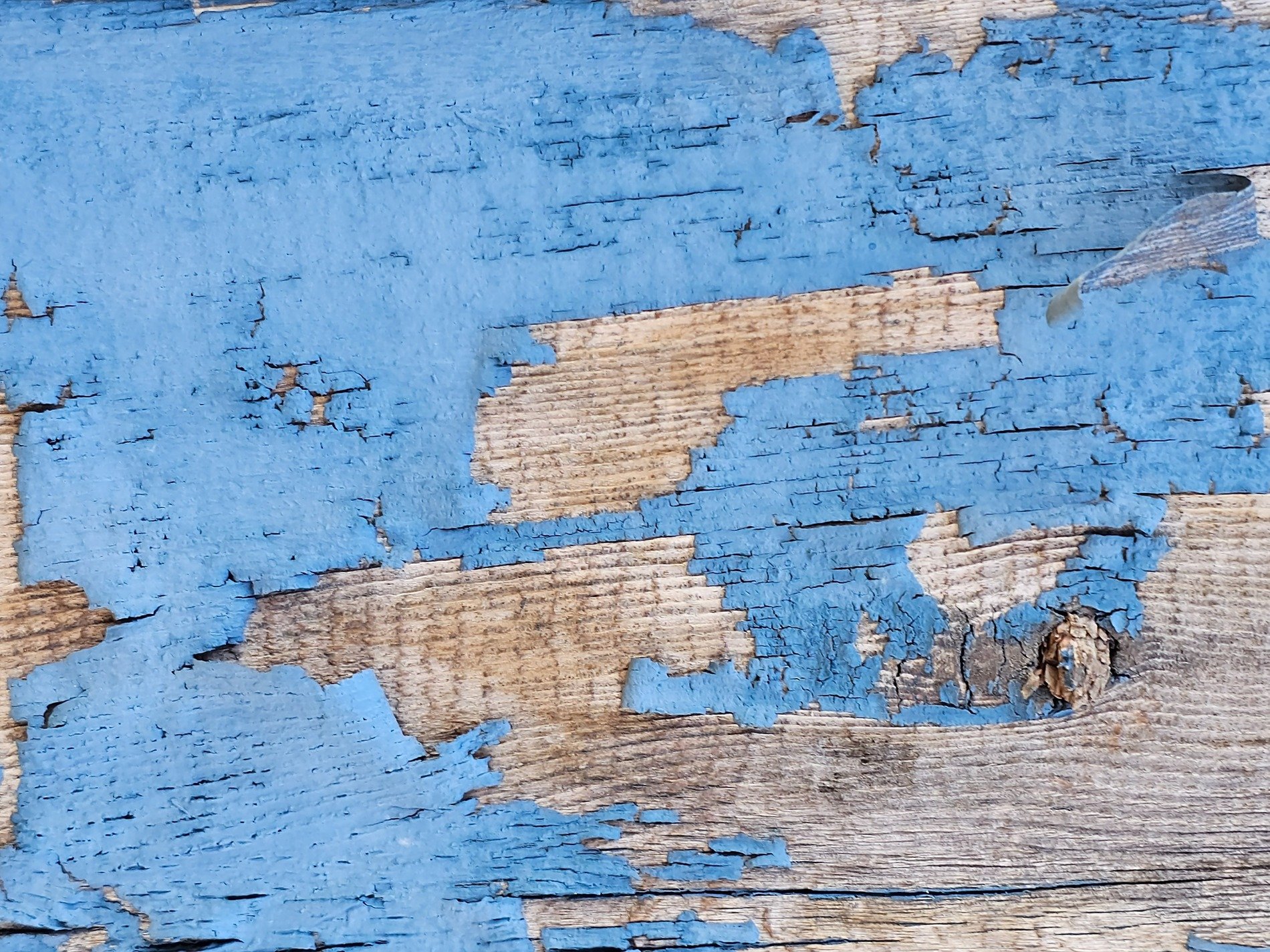 Blue paint curls away, weathered wood grain shows through cracks, time peels back the skin