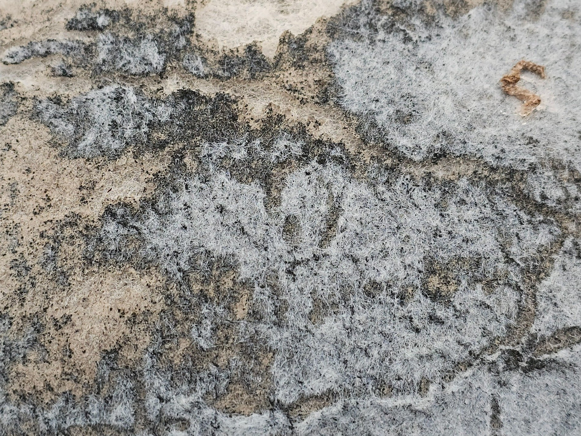 Soft gray fibers mat, black stains bloom in ragged lines, aged layers show through