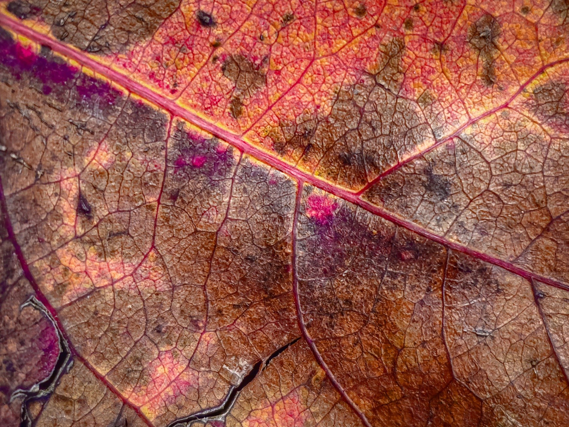 Crimson veins divide, maps of rust and magenta, autumn's drying breath