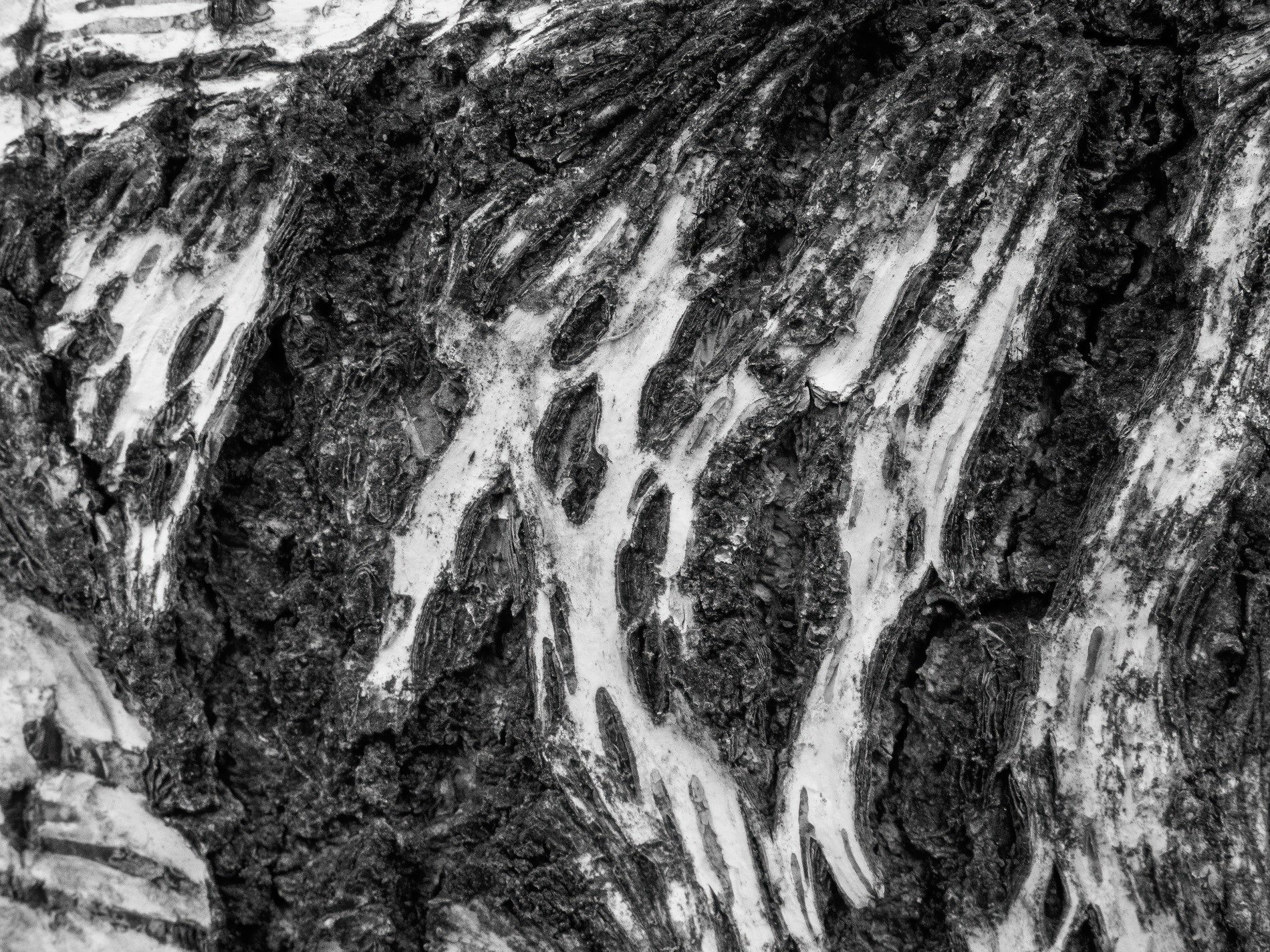 Deep cracks mar the bark, pale skin peels from dark wood core, ancient tree breathes slow