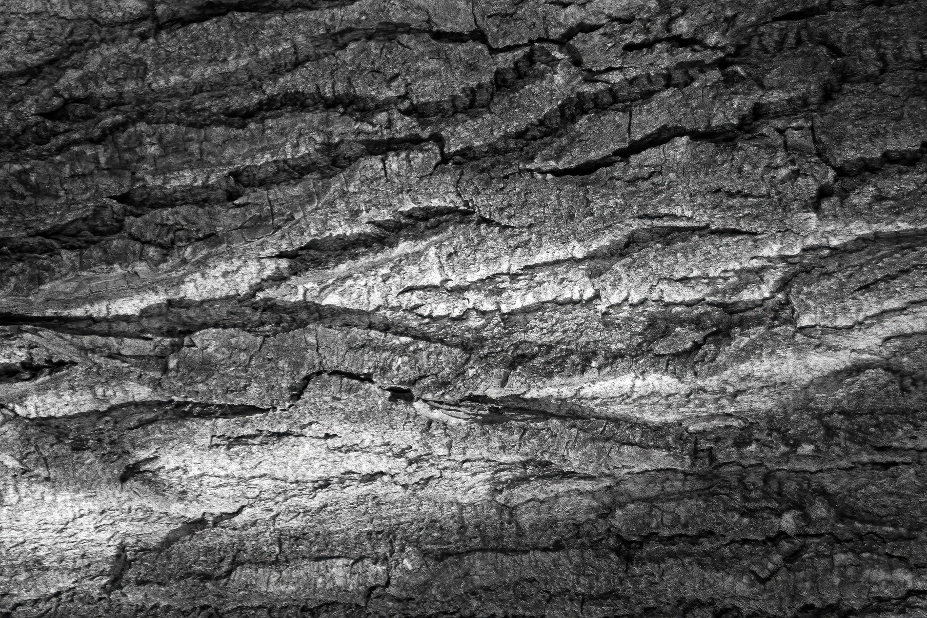 Deep grain carves the way, dark shadows meet the grey, years mark the bark