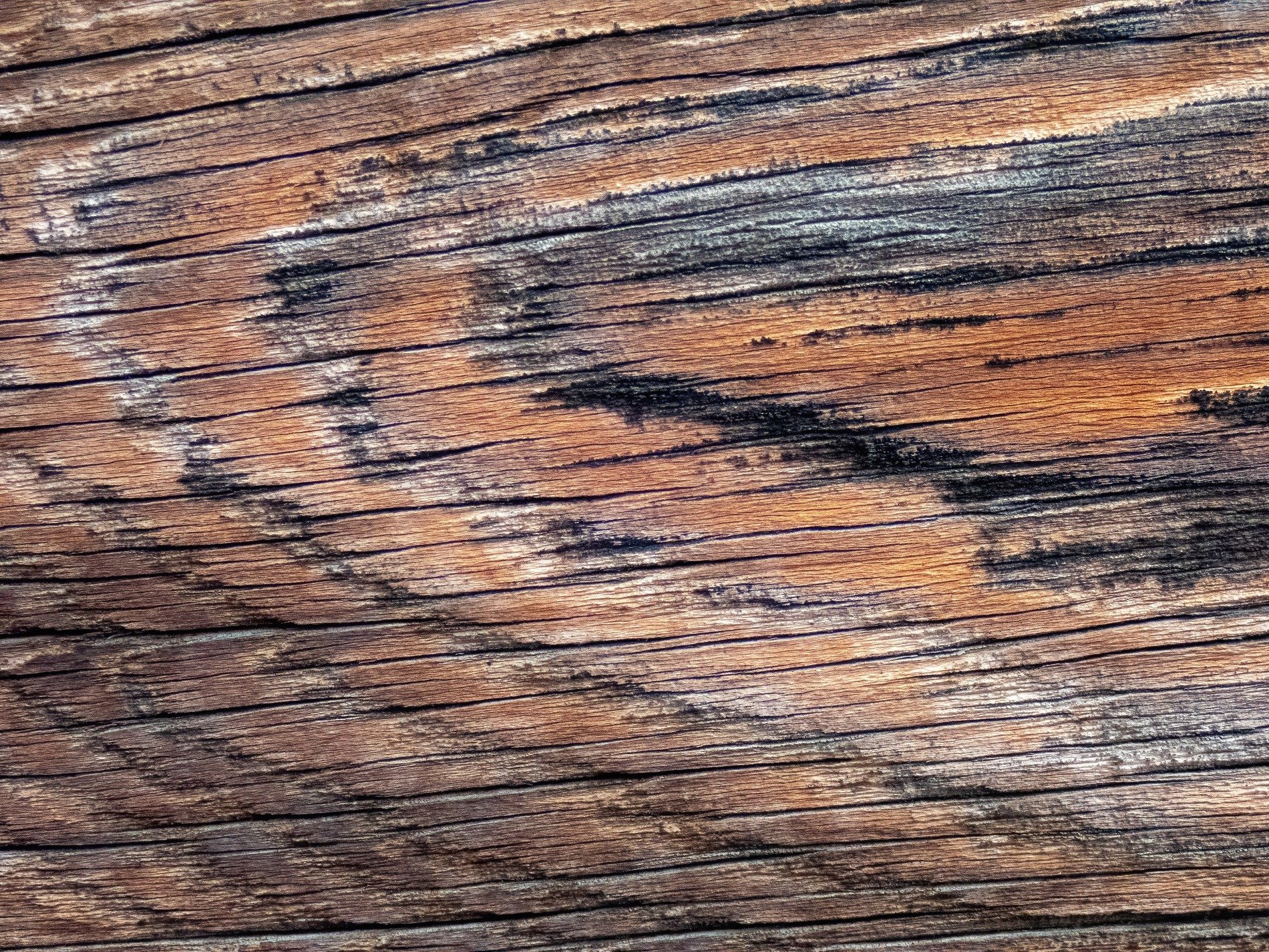 Deep grooves carve the path, sun and rain bleach every fiber, ancient wood remains