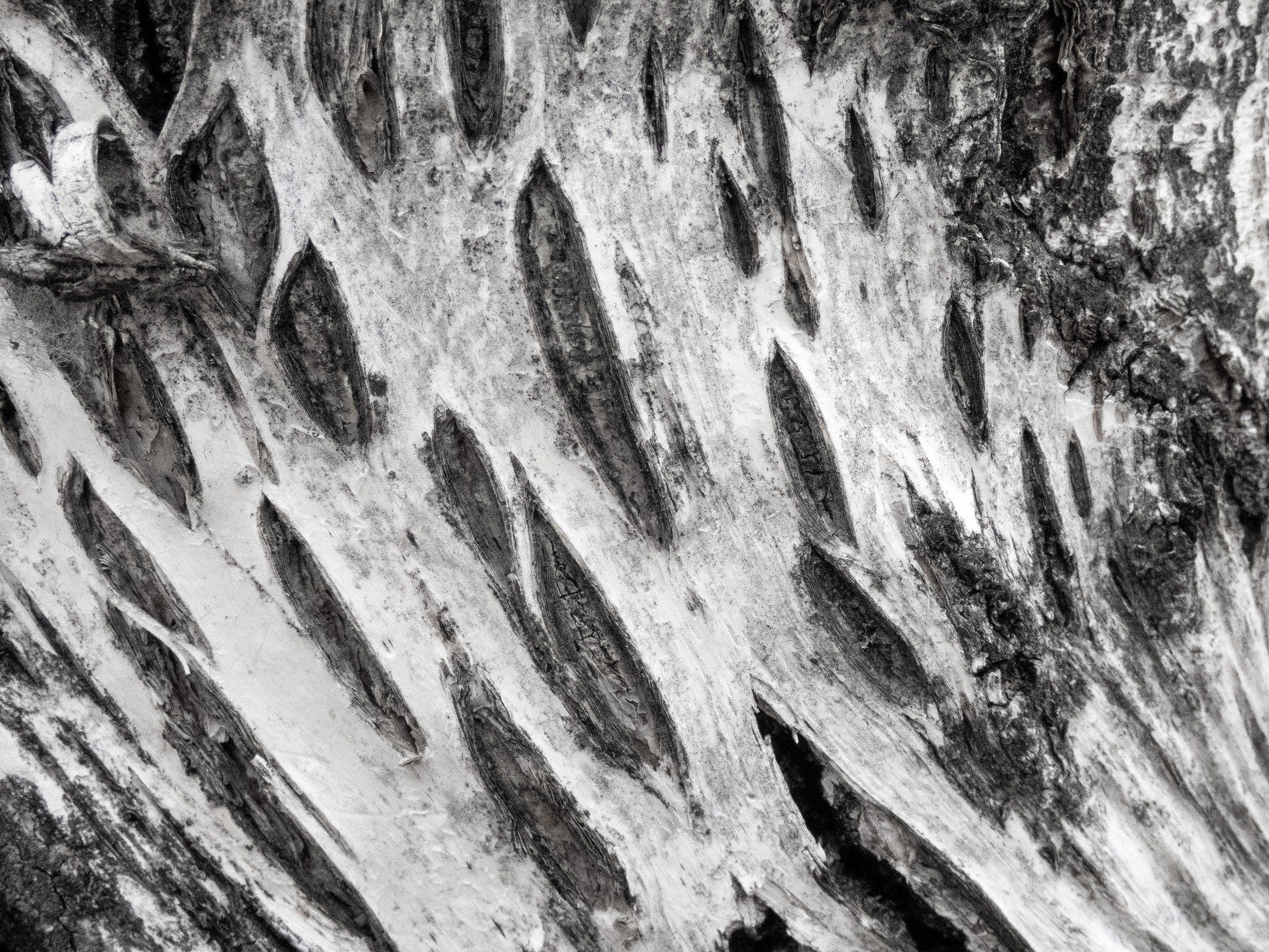 Deep pits mark the skin, jagged scars trace the surface, light holds the shadow