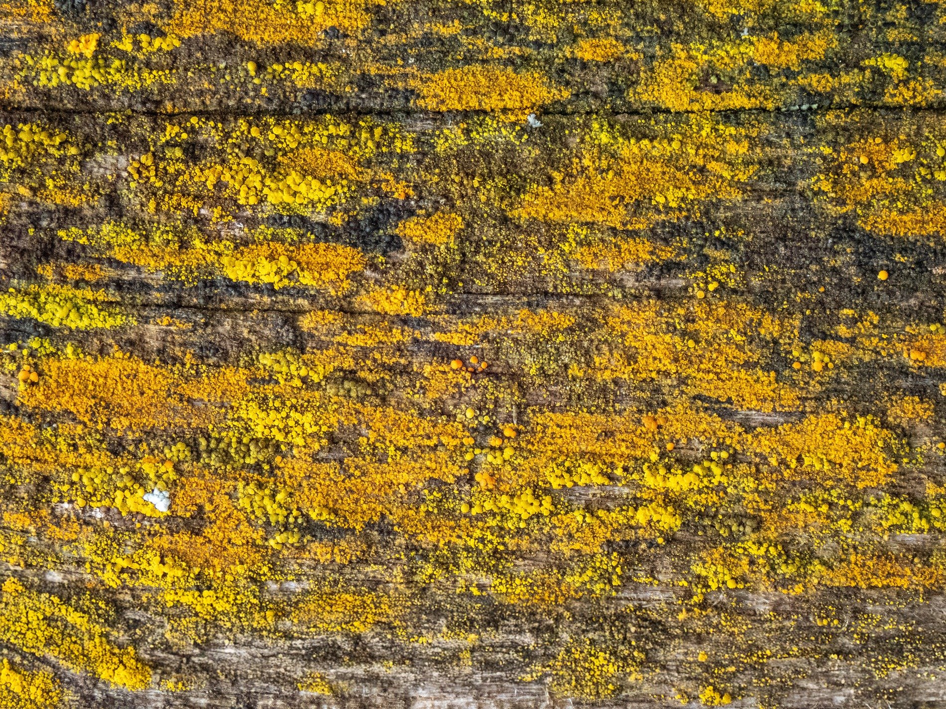 Gold dust on the wood, yellow lichen masks the grain, nature claims the plank