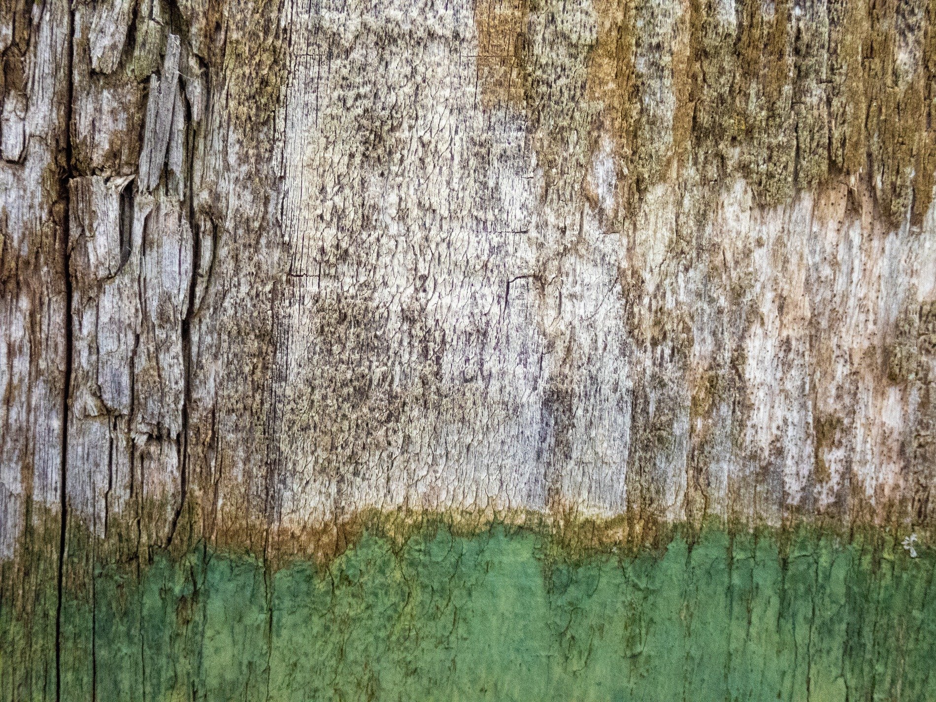 Green skin flakes away, grey grain meets the lower edge, grit marks the finish