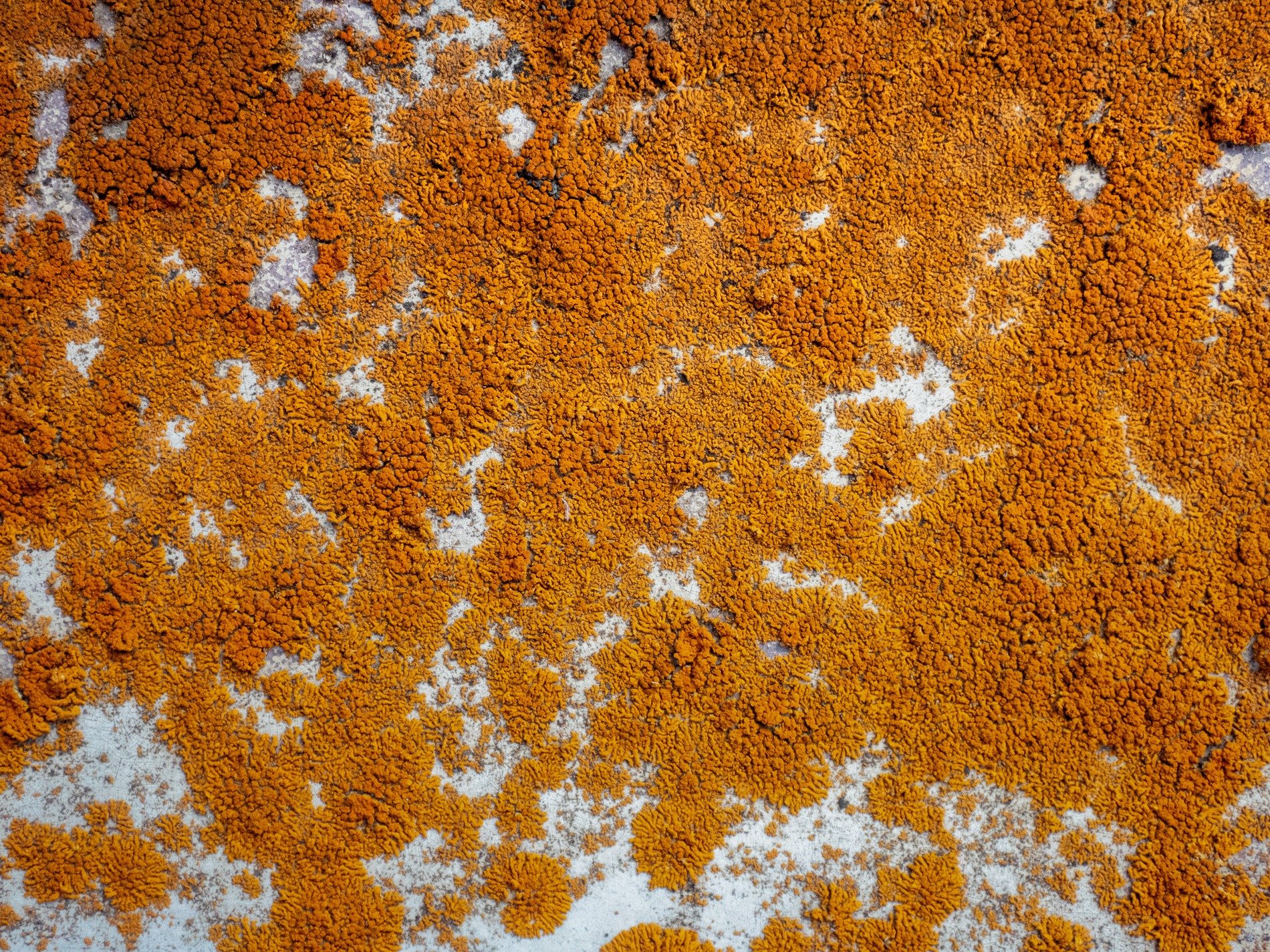 Green skin flakes away, orange grit claims the metal, time carves the surface