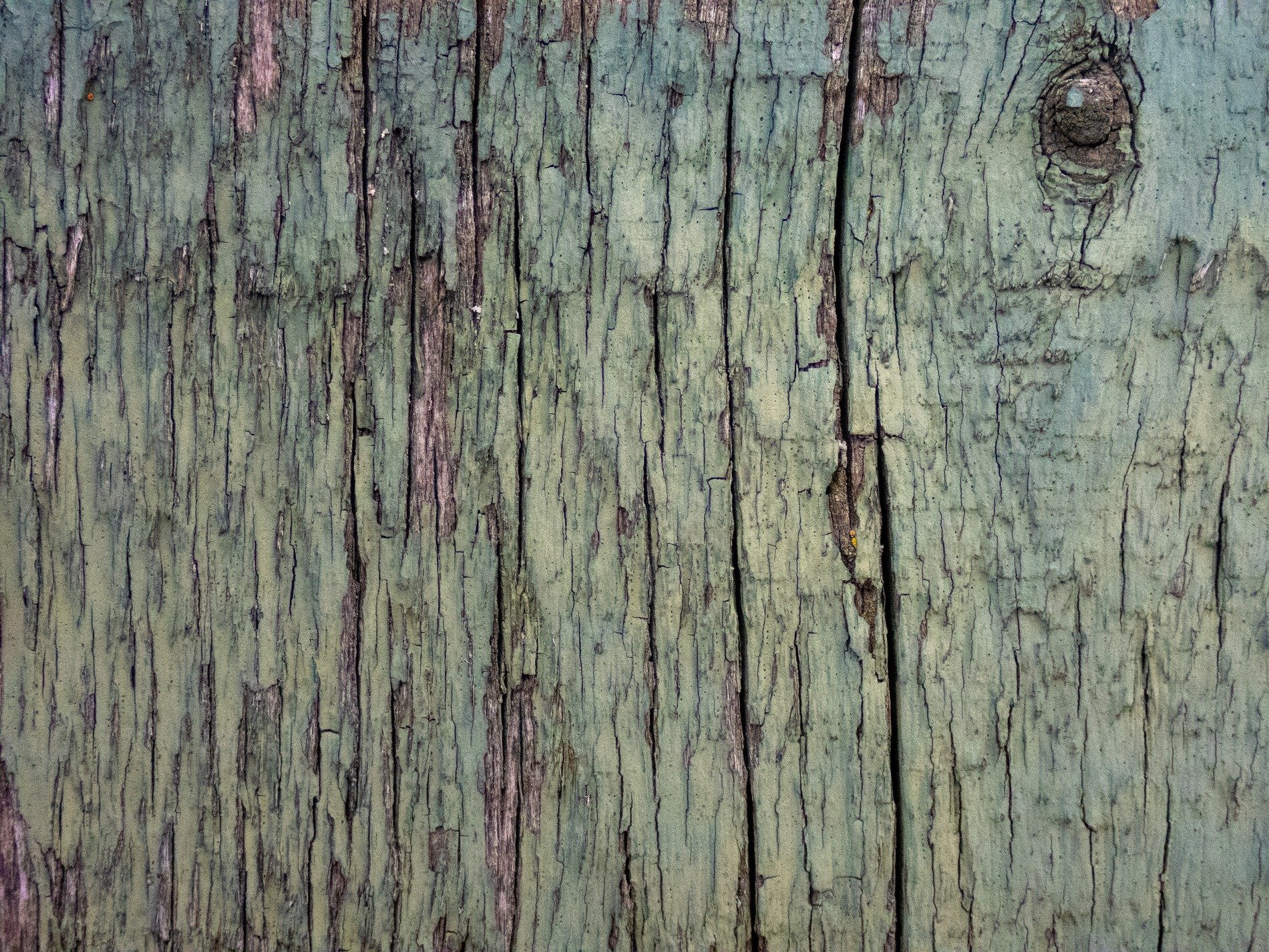 Green skin flakes away, vertical grain holds the light, weather wears the line