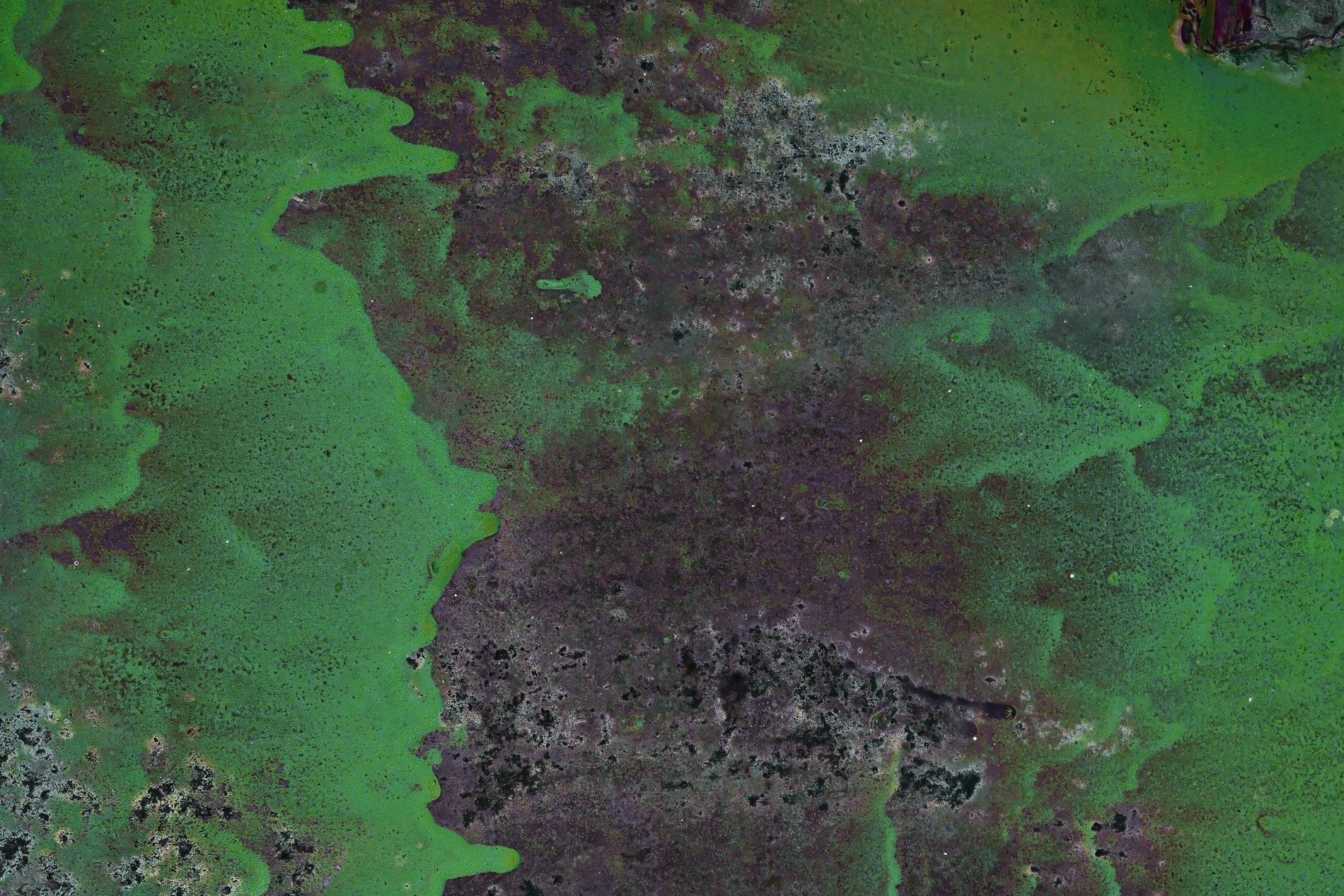 Green skin turns to dark, mottled patterns hold the surface, years leave a deep trace