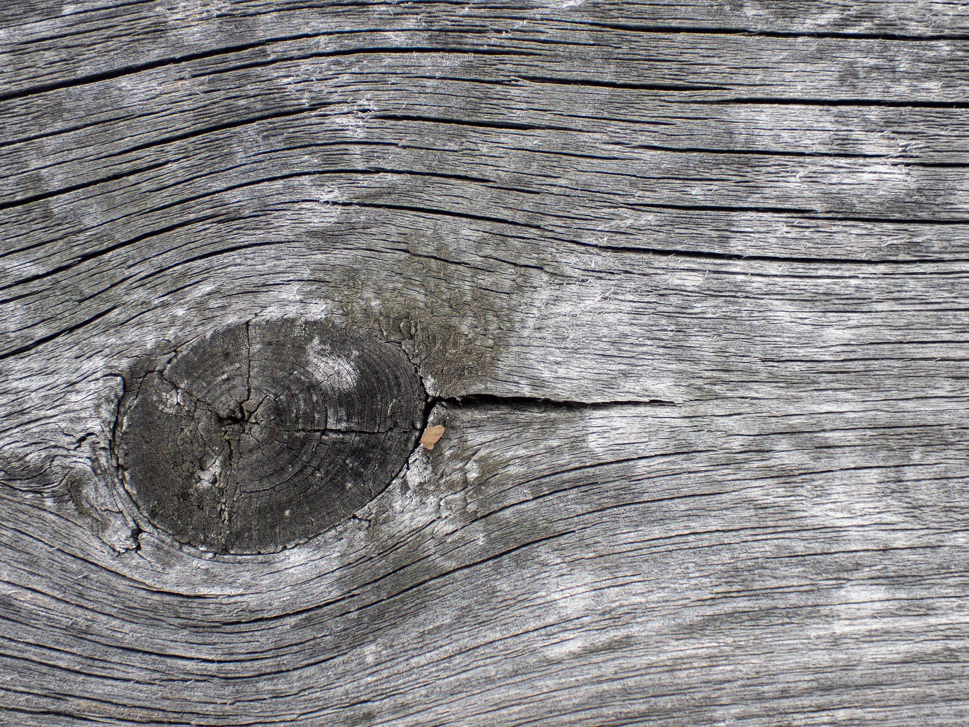 Grey chips meet the grain, jagged bits hold the surface, time wears the finish