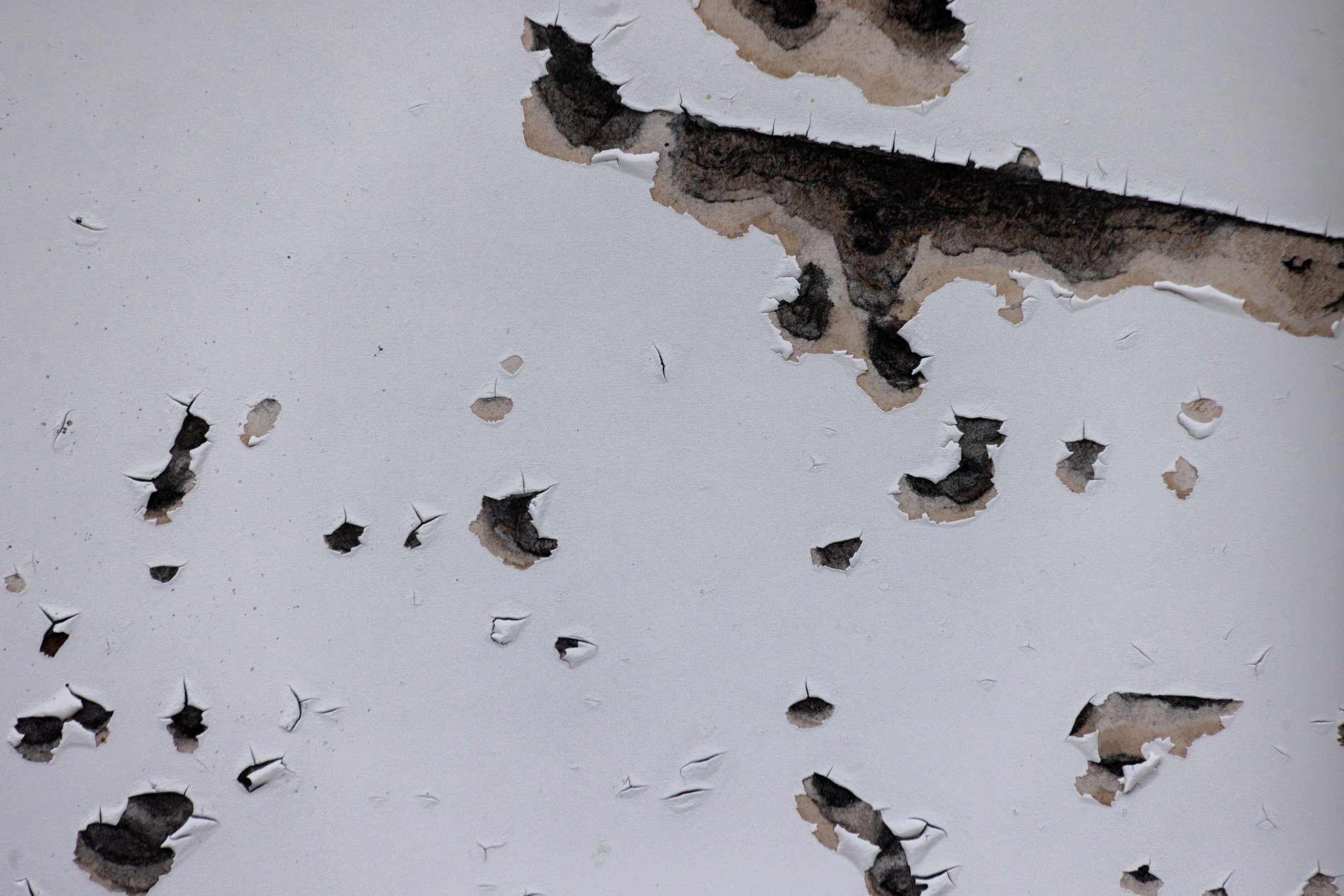 Grey skin has dark pits, jagged scars trace the surface, light marks the finish