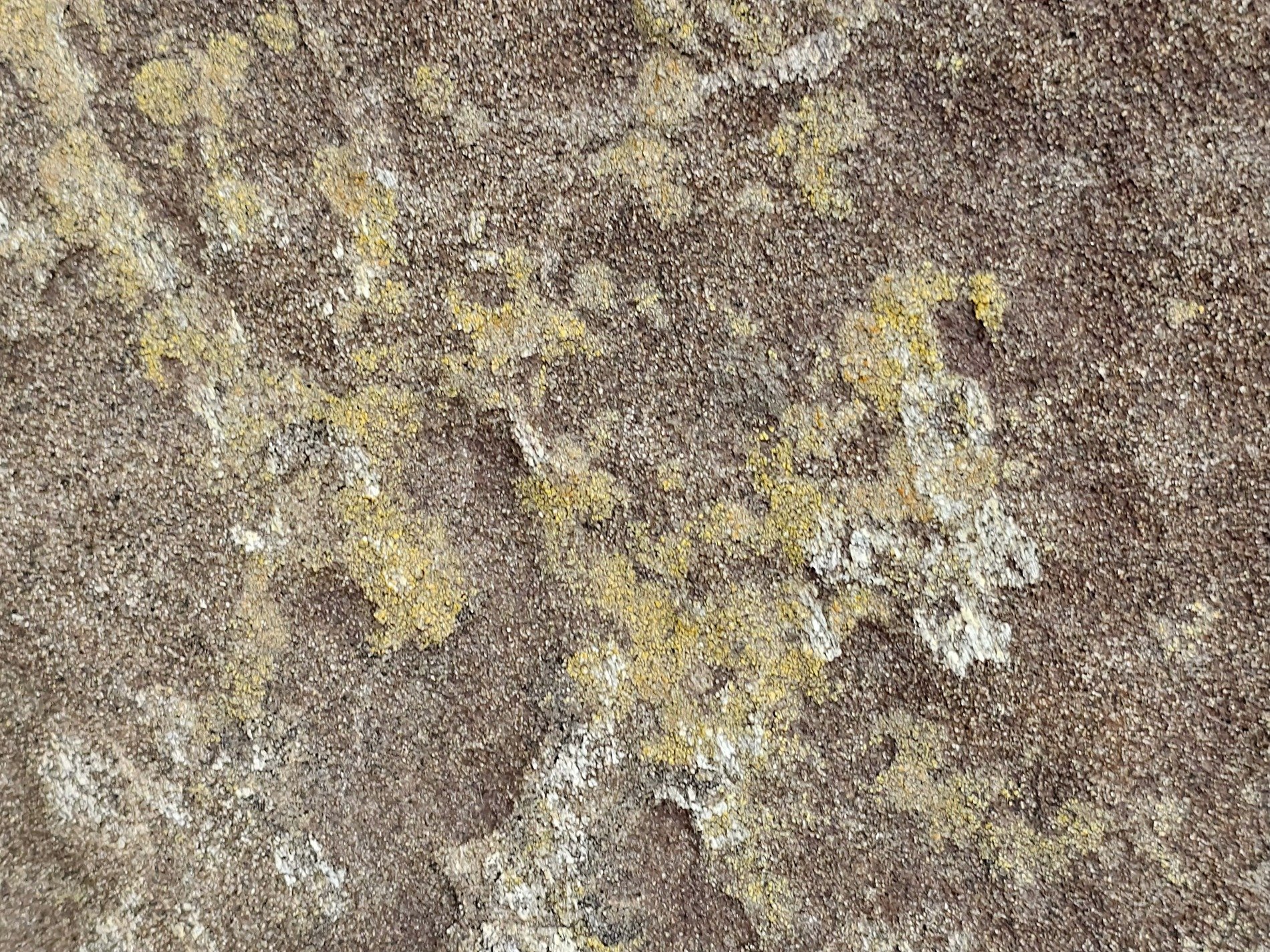 Grey skin holds the field, yellow lichen meets the light, stone marks the finish