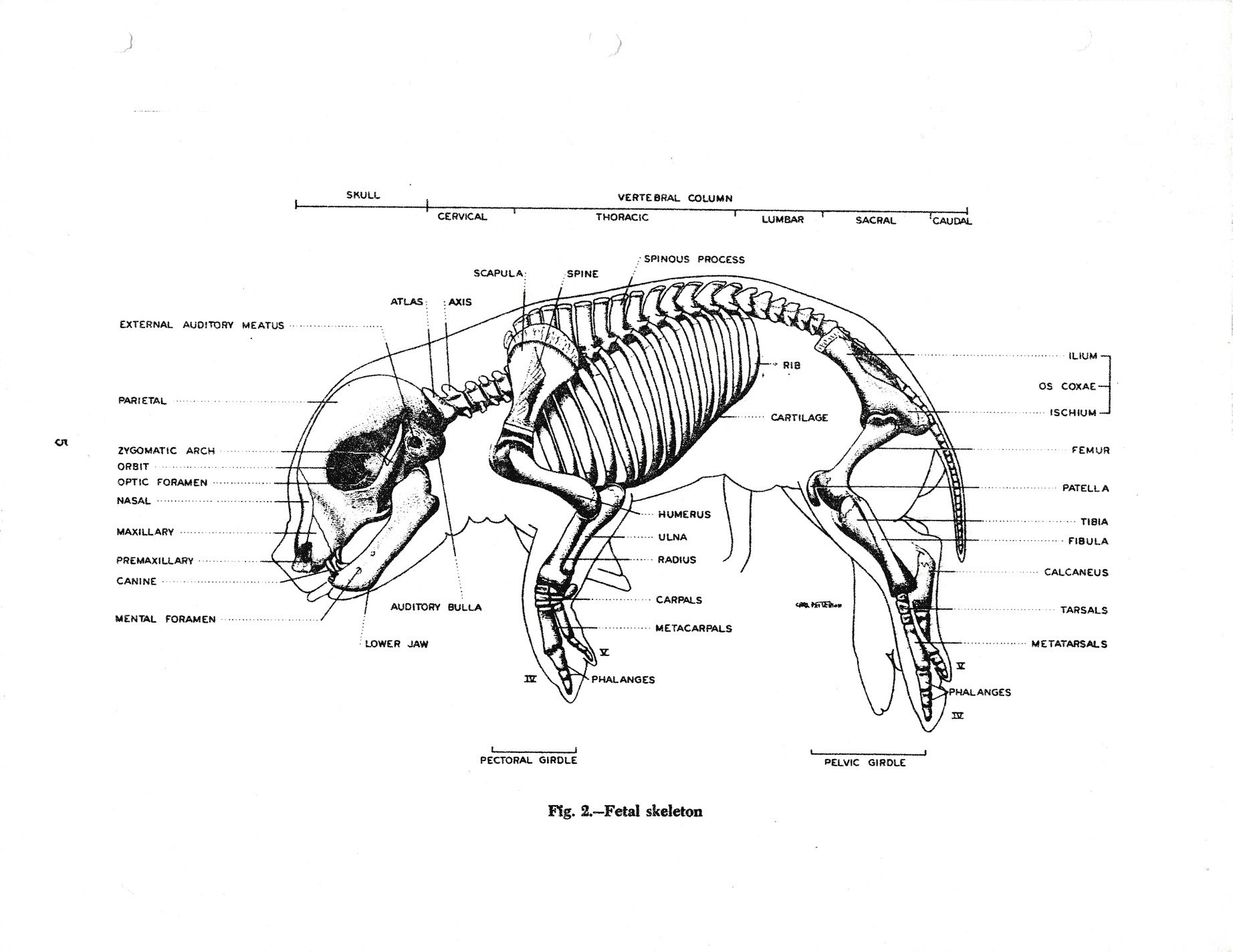 Ink maps out the bones, fetal structure on the page, life in lines of black
