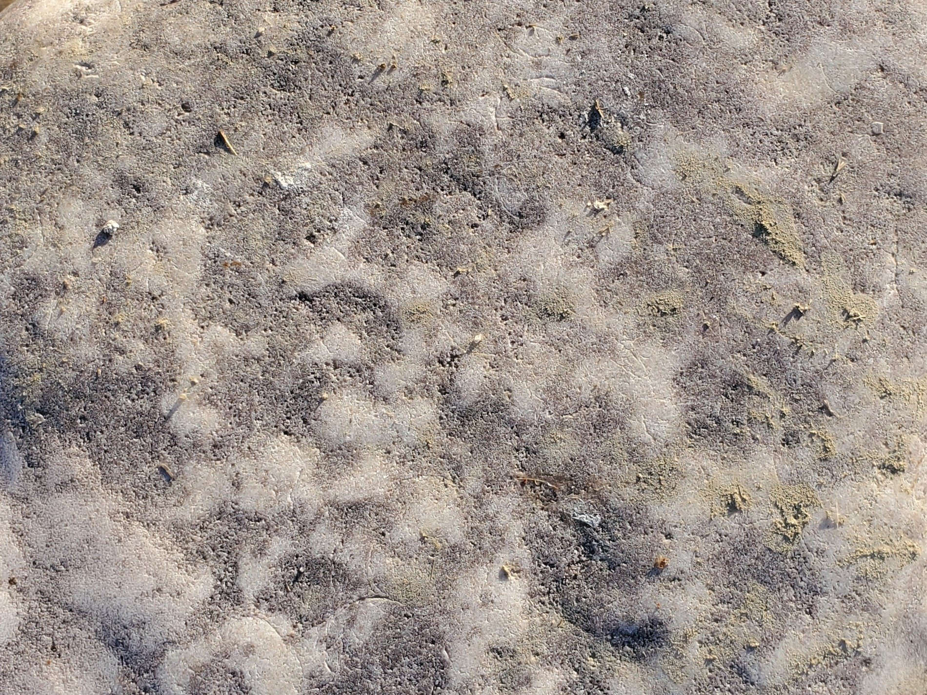 Pale stone wears the sun, mottled grey and sandy dust, ancient earth endures