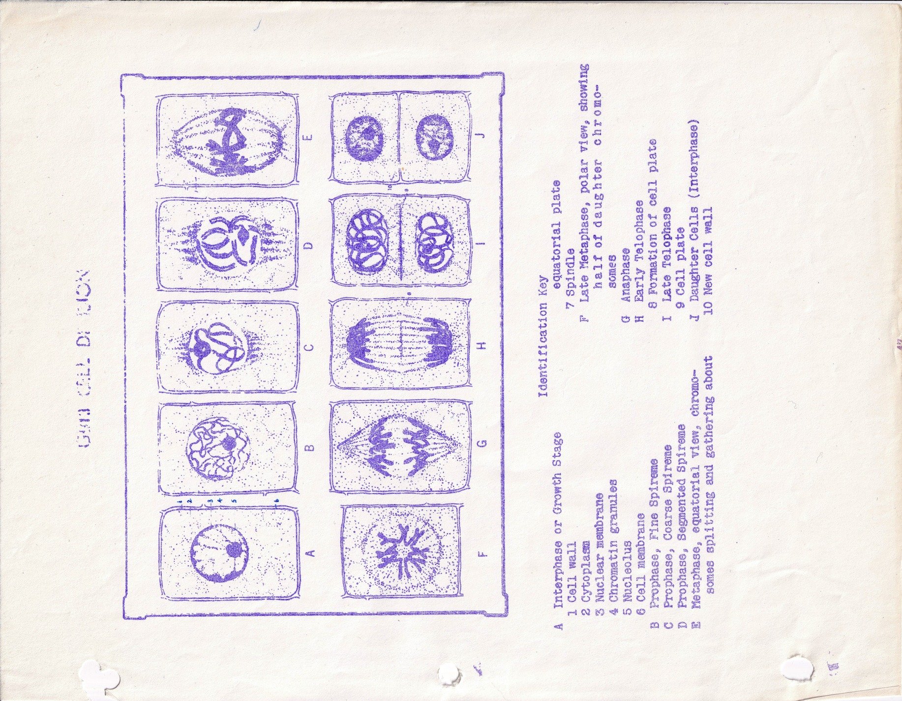 Purple ink on white, tiny cells divide and grow, knowledge on the page