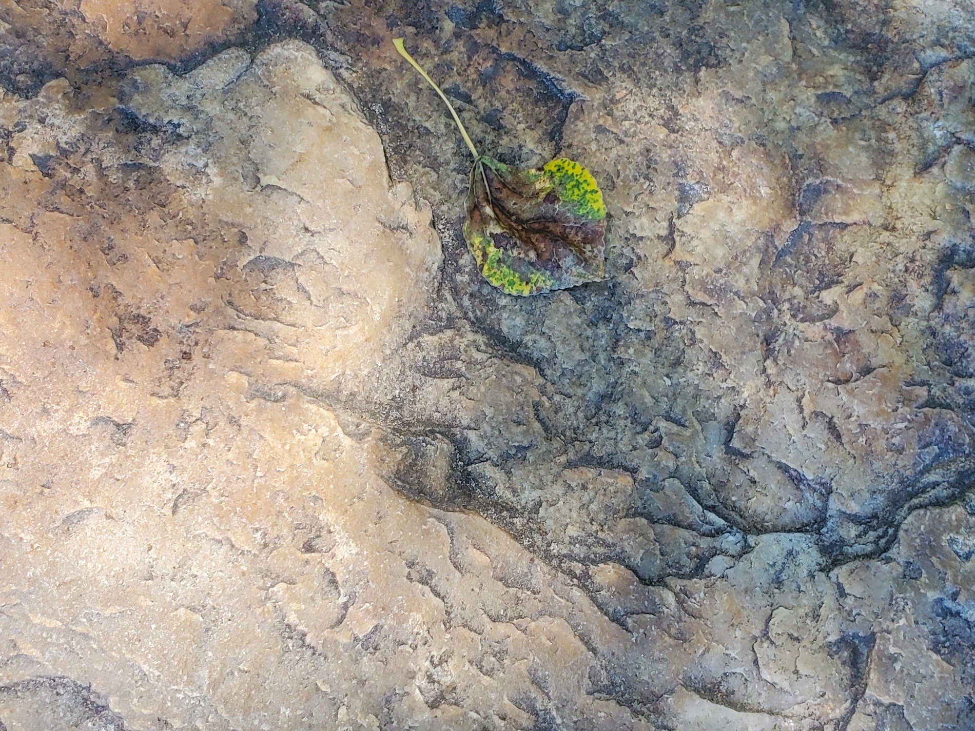 Rough stone meets the leaf, green fades into dark decay, surface carved by time