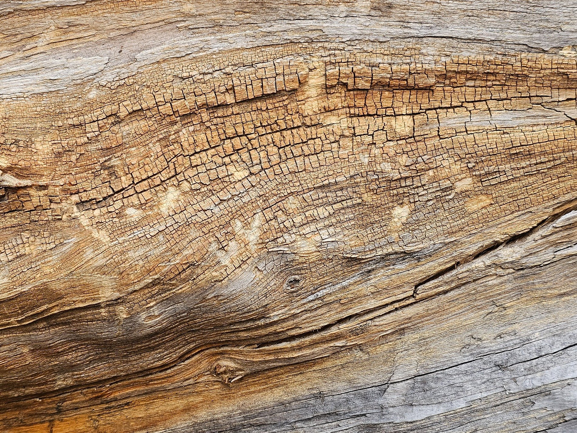 Gray grain splits apart, golden squares of rot emerge, knots hold tight the past