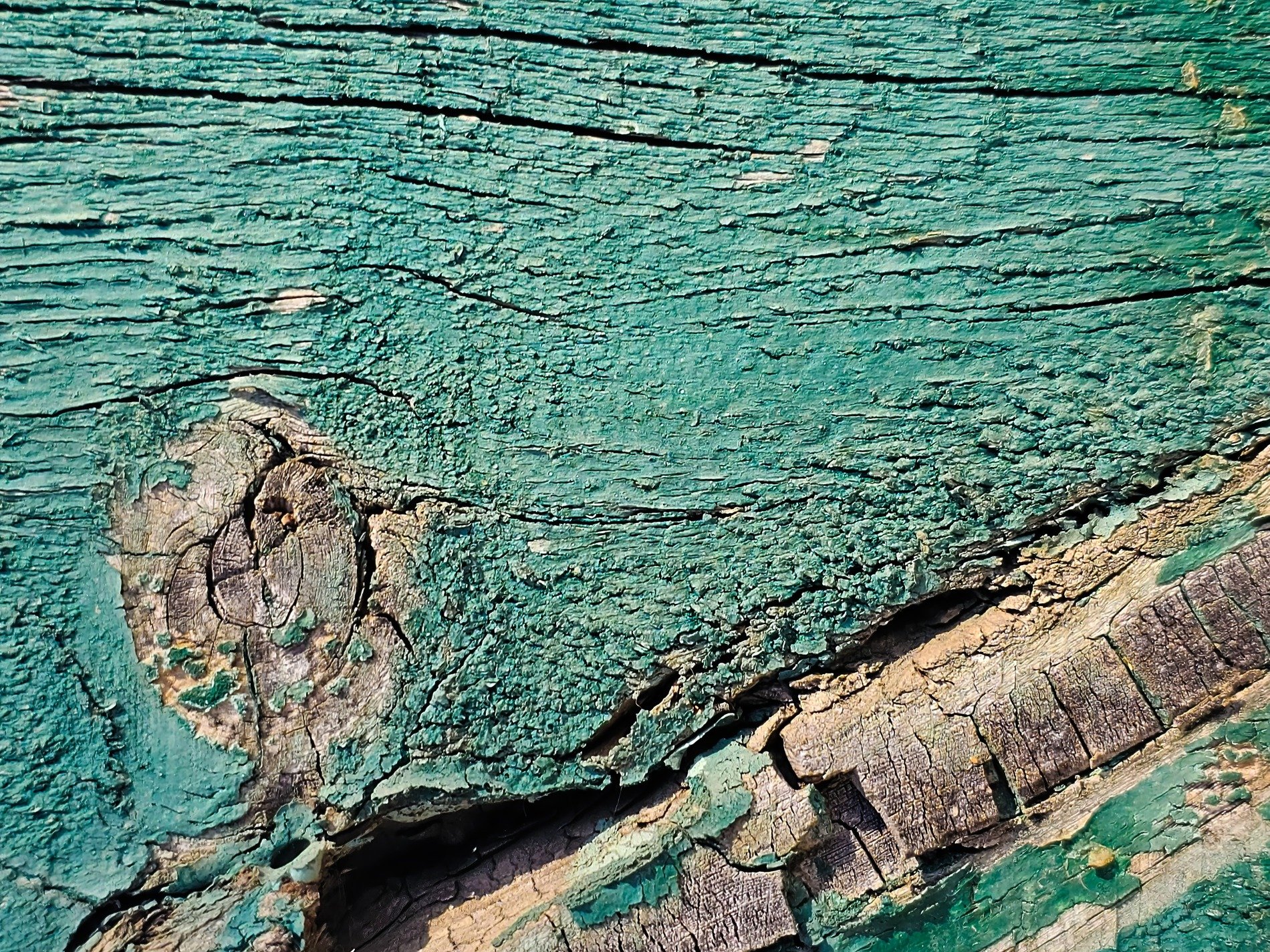 Teal skin cracks and curls, deep grain shows through ancient scars, wood holds on to time