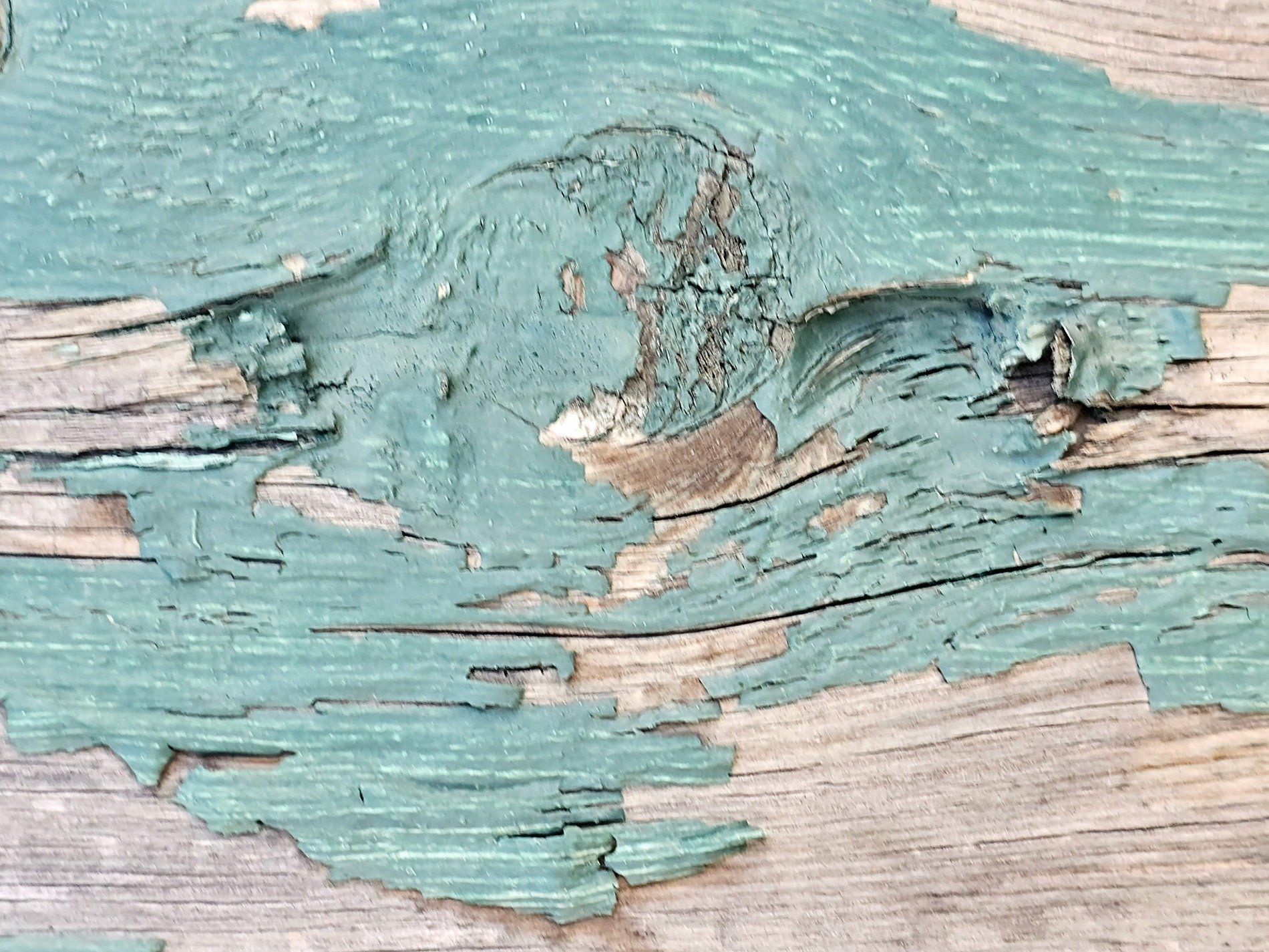 Teal skin curls and breaks, silvered grain beneath the paint, wood remembers growth