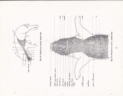 Black ink charts the breath, diagrams mark every part, old page tells the tale