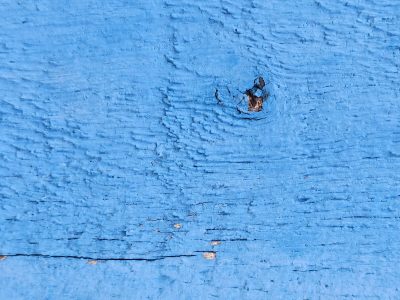 Blue paint hides the wood, rugged grain flows like a tide, ancient knot remains