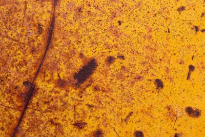 Blue skin has light marks, orange pits trace the field, grit marks the finish