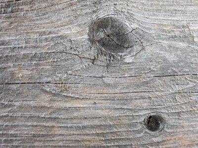 Dark knots hold the core, horizontal fibers flow, weather wears the line