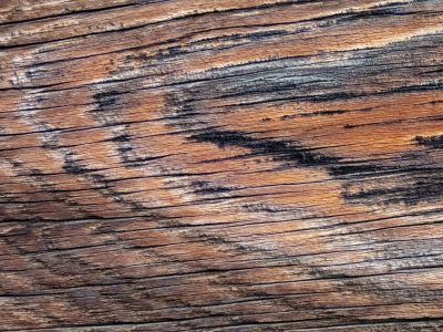 Deep grooves carve the path, sun and rain bleach every fiber, ancient wood remains