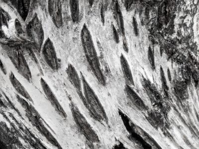 Deep pits mark the skin, jagged scars trace the surface, light holds the shadow