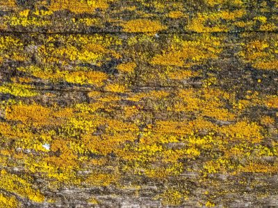 Gold dust on the wood, yellow lichen masks the grain, nature claims the plank